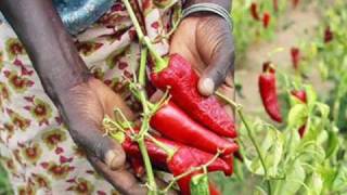 Ja! Everyday African Spices