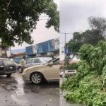 VIDEO: Father And Child Narrowly Escape Death As Tree Falls On Car In Calabar